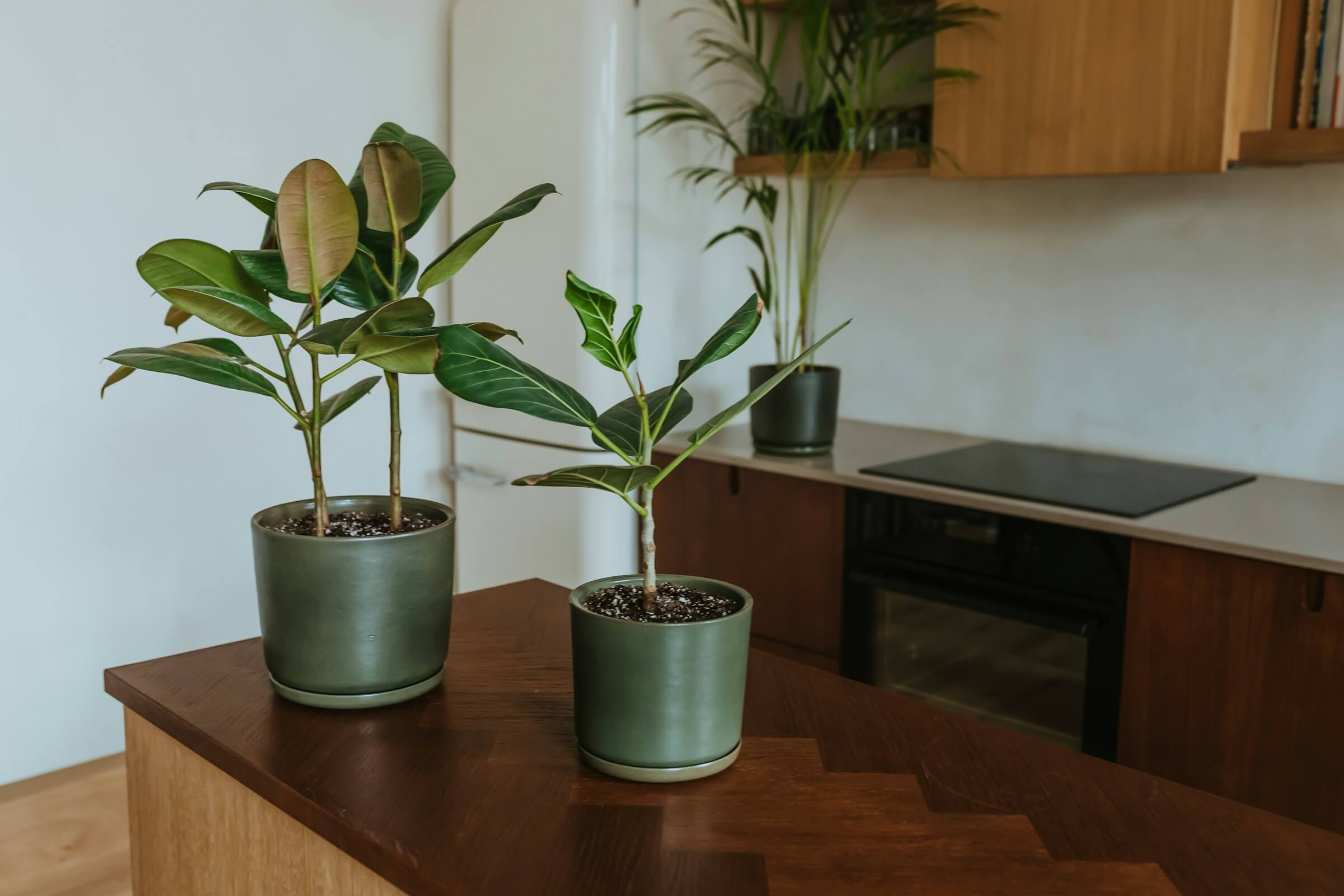 Two potted plants sit on a wooden countertop in a kitchen with minimalistic design and light-colored cabinets. An additional potted plant is in the background near the stovetop.